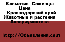 Клематис. Саженцы › Цена ­ 280 - Краснодарский край Животные и растения » Аквариумистика   